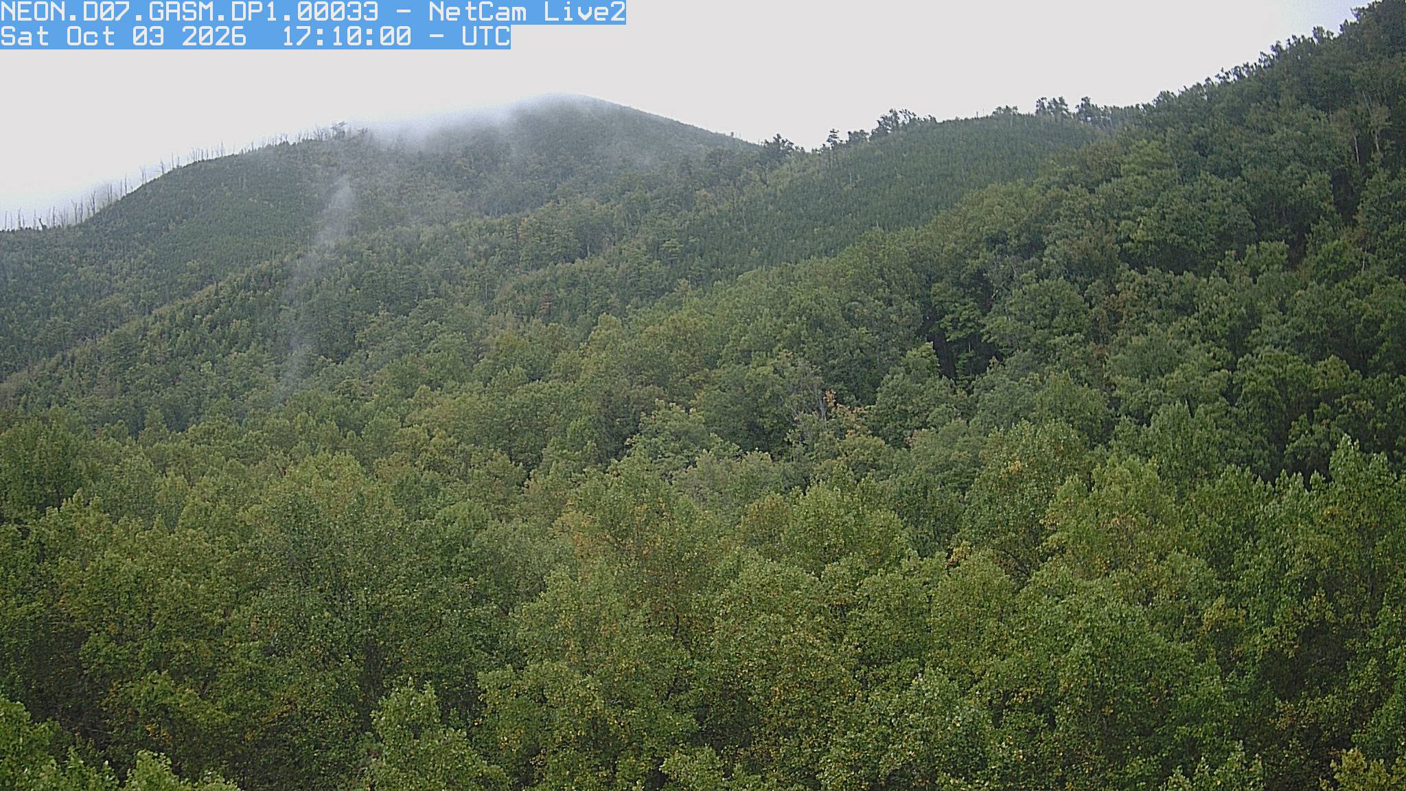 A densely wooded mountain slope is almost entirely green, with small yellowing patches near the foreground. Wisps of mist brush the crest without obscuring the main canopy.