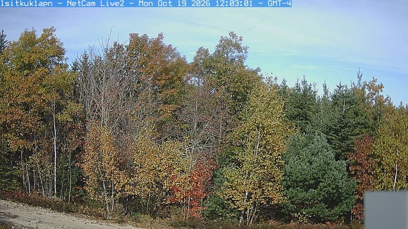 A sunlit woodland edge has green, yellow and reddish crowns beside a blue-green conifer. Leaves remain easy to distinguish; a small equipment corner and gravel edge sit below the main canopy.