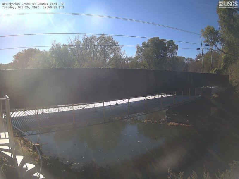 Backlit trees are visible behind a bridge that blocks much of the river and lower foliage. Shadowed crowns provide only weak colour evidence; this is a local river-and-tree context view.