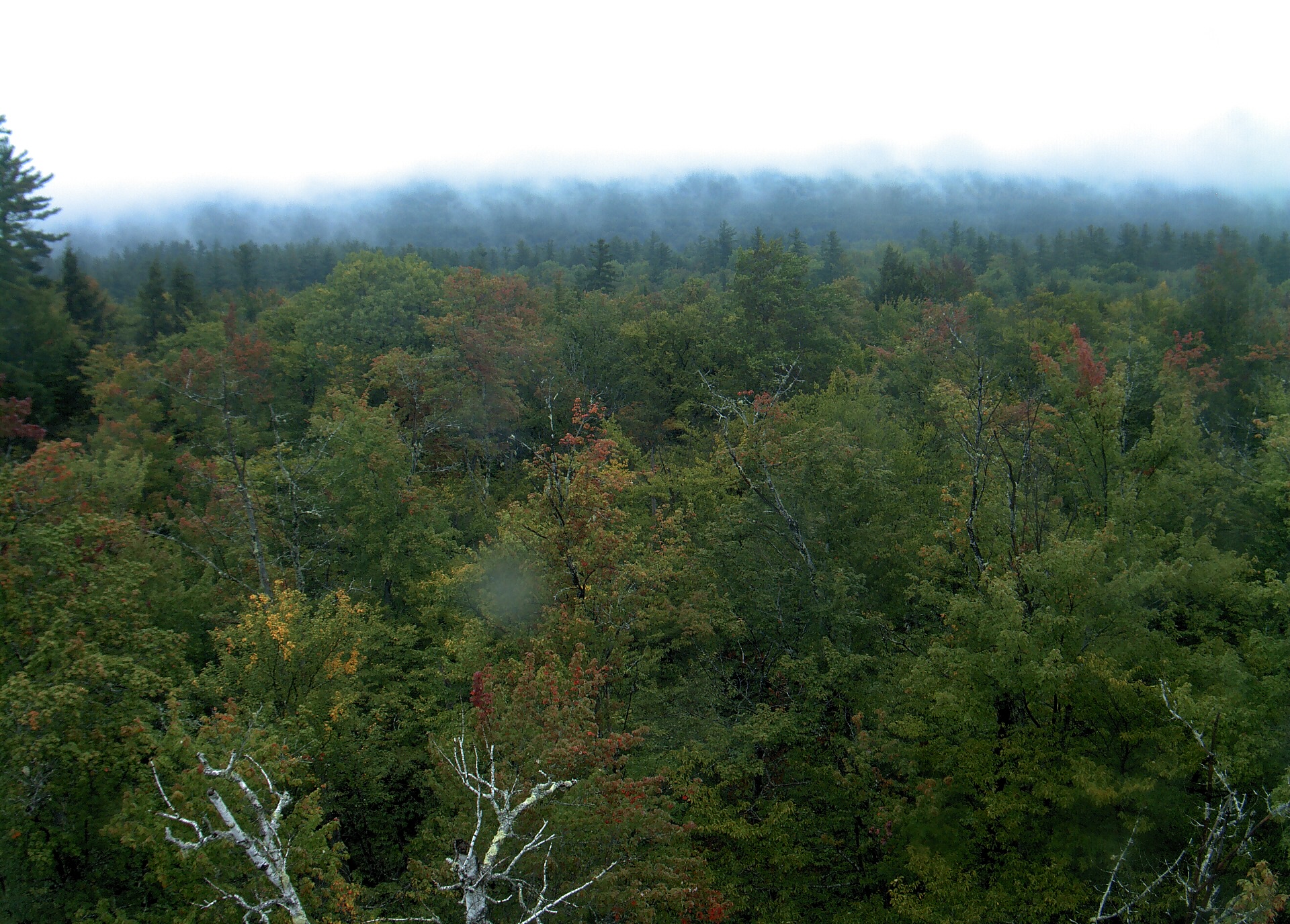 A wooded ridge rises beyond the close canopy at Bartlett Experimental Forest.