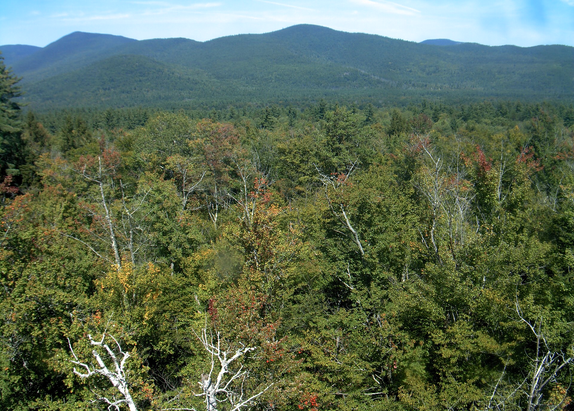 A wooded ridge rises beyond the close canopy at Bartlett Experimental Forest.