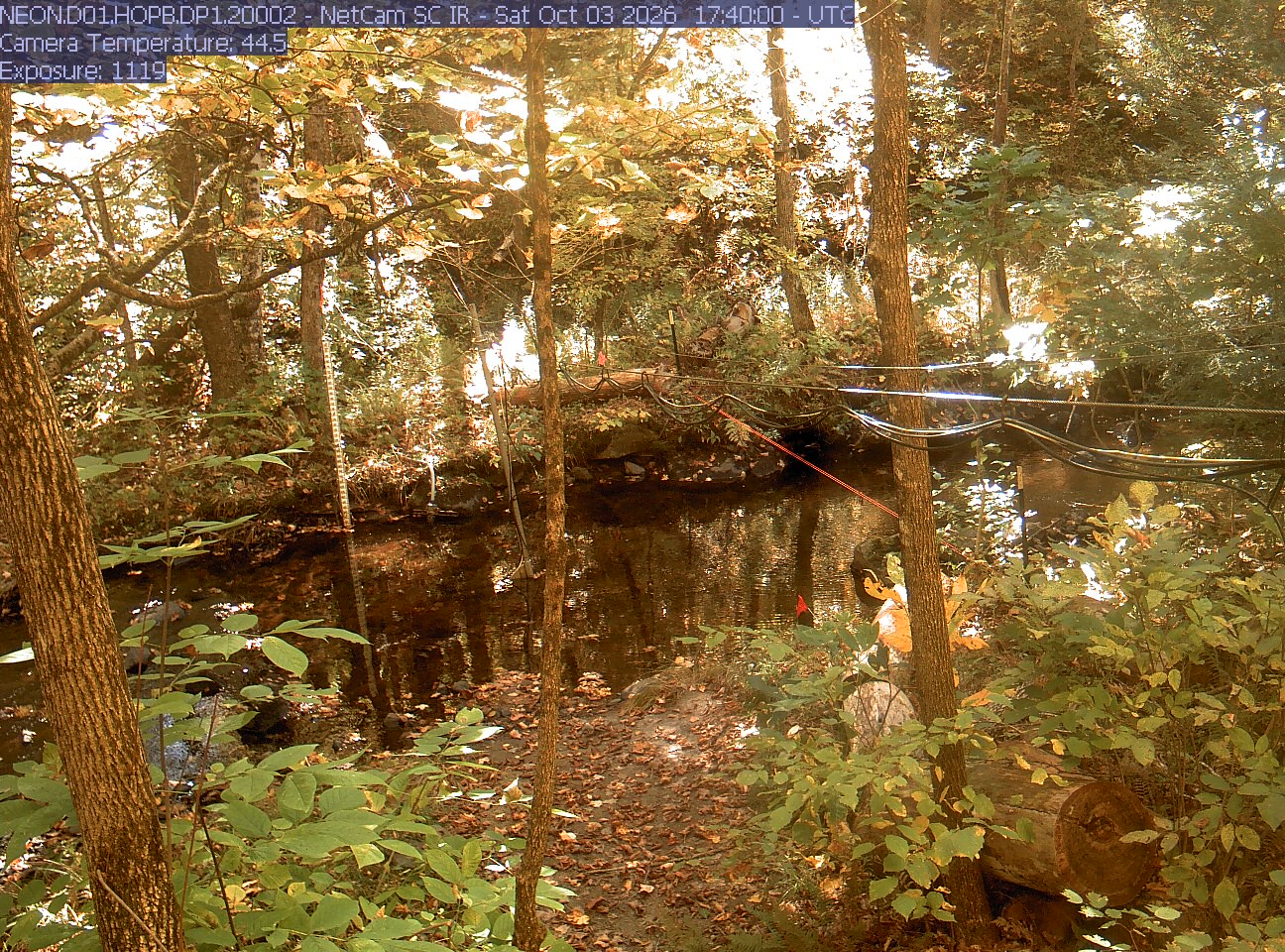 A wooded stream with close leaves, trunks, water and research cables. Strong bright patches and warm exposure obscure parts of the upper canopy; nearby green and yellow leaves are readable. No apparent wet-lens blur. Useful understory context, weaker for broad color judgment.