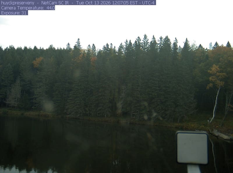 Pond below a dense wall of mostly dark evergreen-looking trees, with small yellow and orange crowns between them. Shadow hides much of the nearer foliage; glare in the upper left and a foreground instrument remain visible. Useful mixed-woodland context, with restricted color detail.