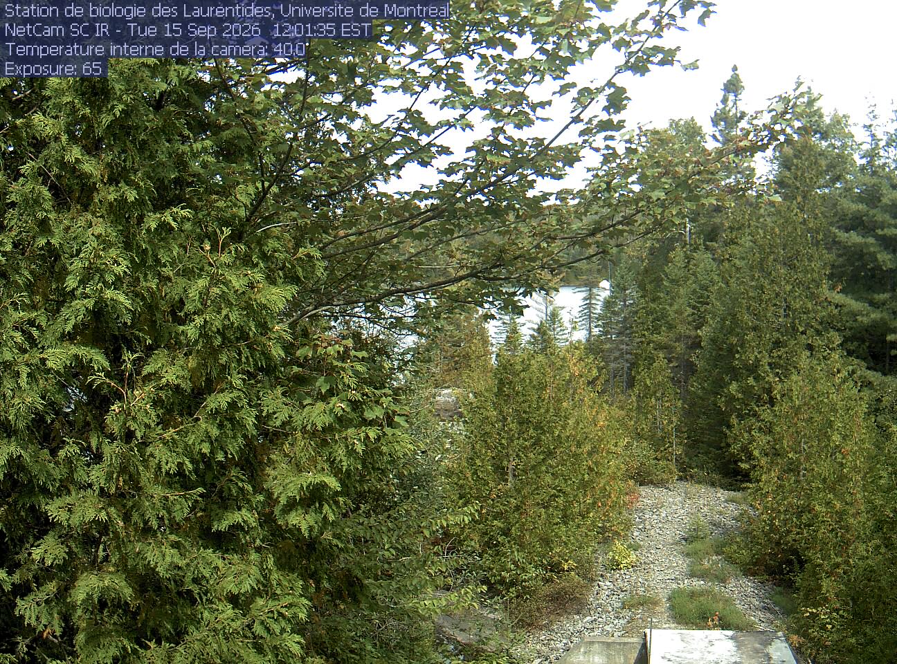 A broadleaf branch overhangs the top of the view between tall conifers, with a lake and its far shore beyond. Gravel and the corner of a small structure at the bottom show the research setting.