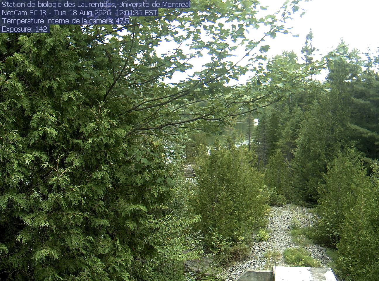 A broadleaf branch overhangs the top of the view between tall conifers, with a lake and its far shore beyond. Gravel and the corner of a small structure at the bottom show the research setting.
