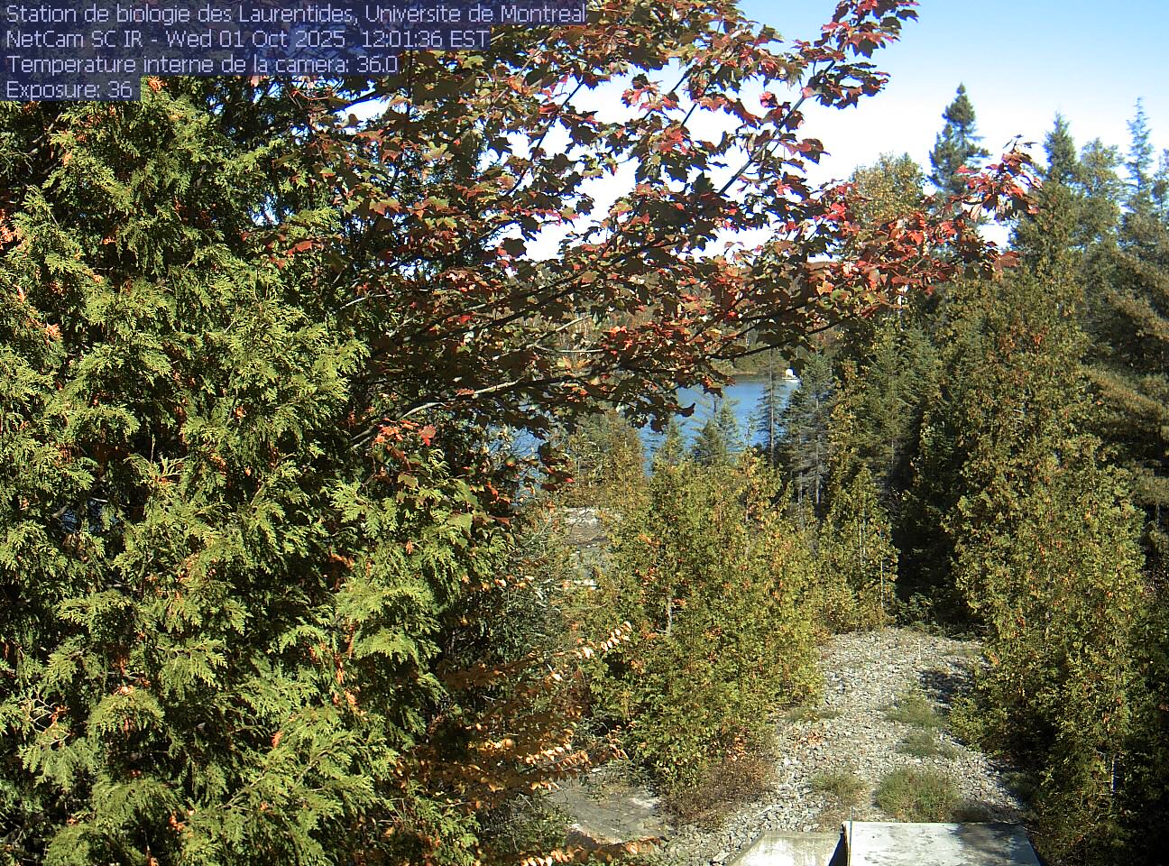 A broadleaf branch overhangs the top of the view between tall conifers, with a lake and its far shore beyond. Gravel and the corner of a small structure at the bottom show the research setting.