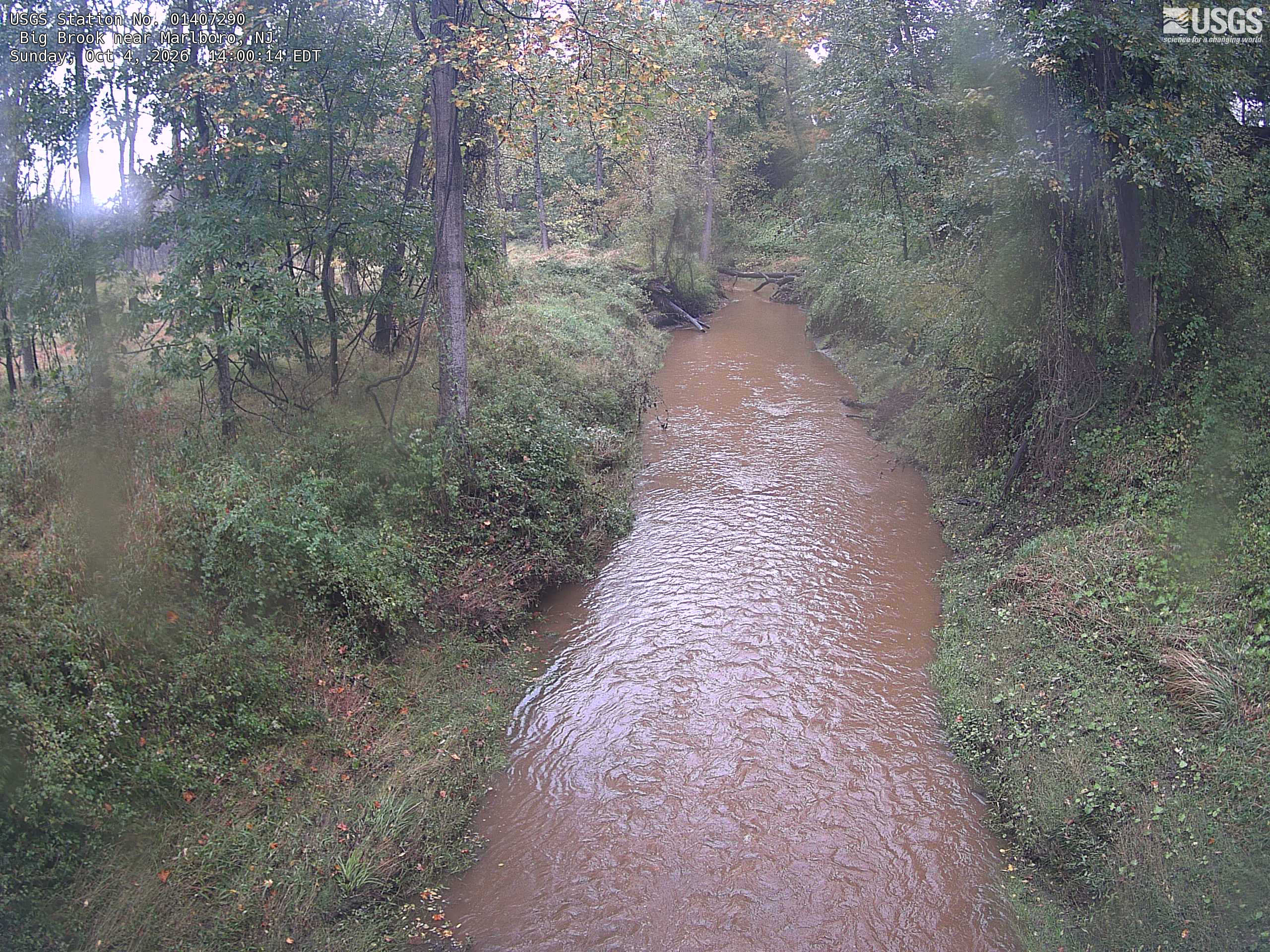 A narrow brown-water brook winds through substantial woodland, with readable green leaves and yellow-orange change overhead.