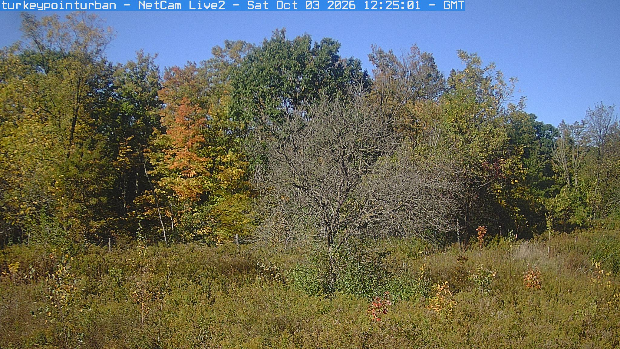 A woodland edge shows green and yellow crowns, an orange patch and several bare branches above rough vegetation.