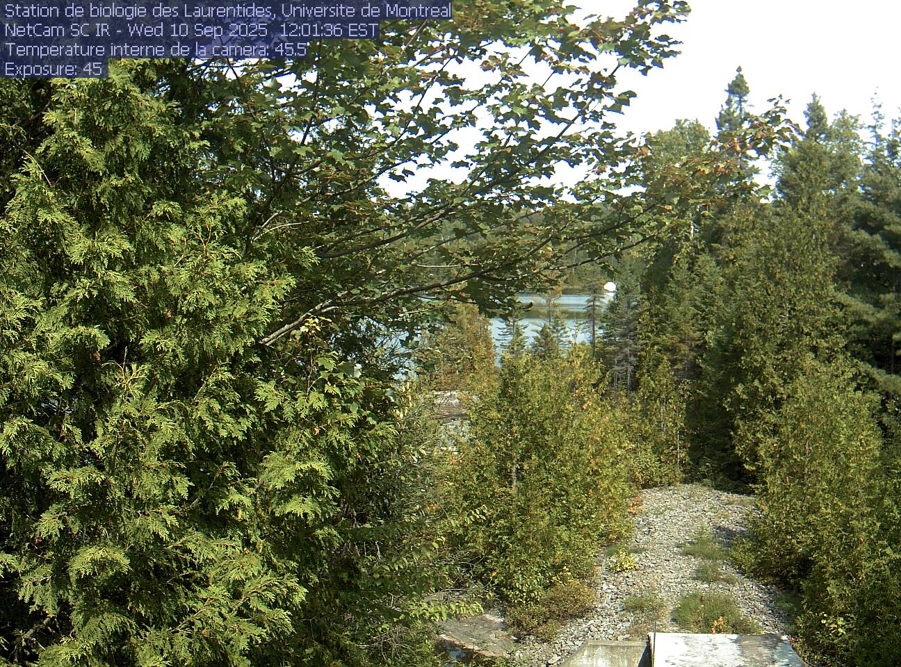 A broadleaf branch overhangs the top of the view between tall conifers, with a lake and its far shore beyond. Gravel and the corner of a small structure at the bottom show the research setting.