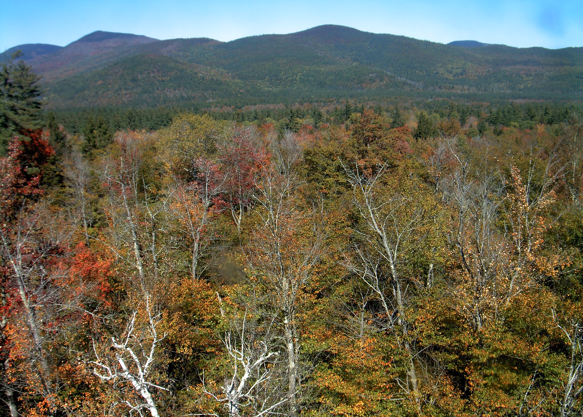 A wooded ridge rises beyond the close canopy at Bartlett Experimental Forest.