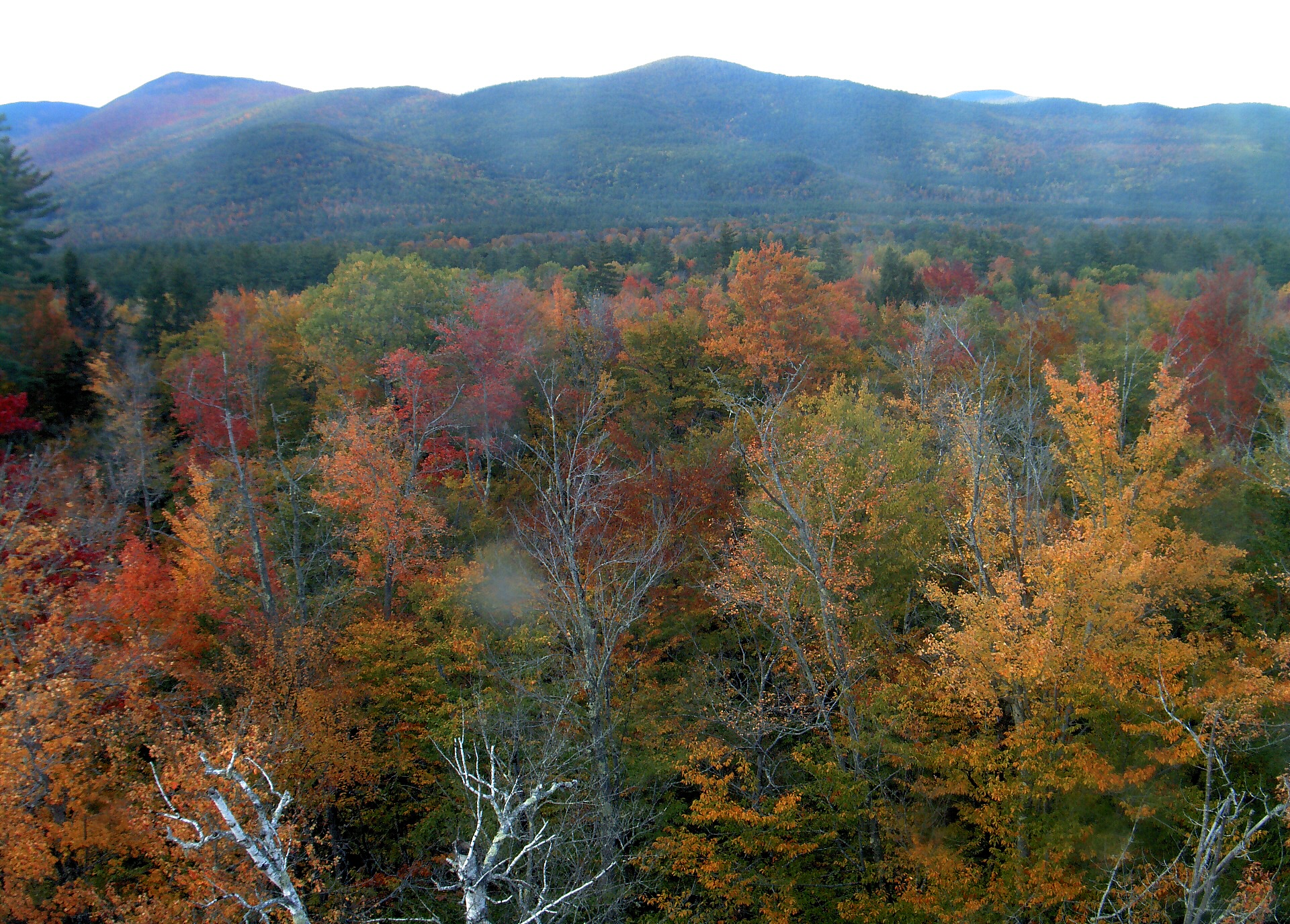 A wooded ridge rises beyond the close canopy at Bartlett Experimental Forest.