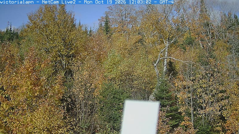 Close woodland crowns show abundant green leaves and a distinct yellow-orange tree at the right. Branch texture is readable across most of the frame, with a bright instrument box covering part of the lower center.