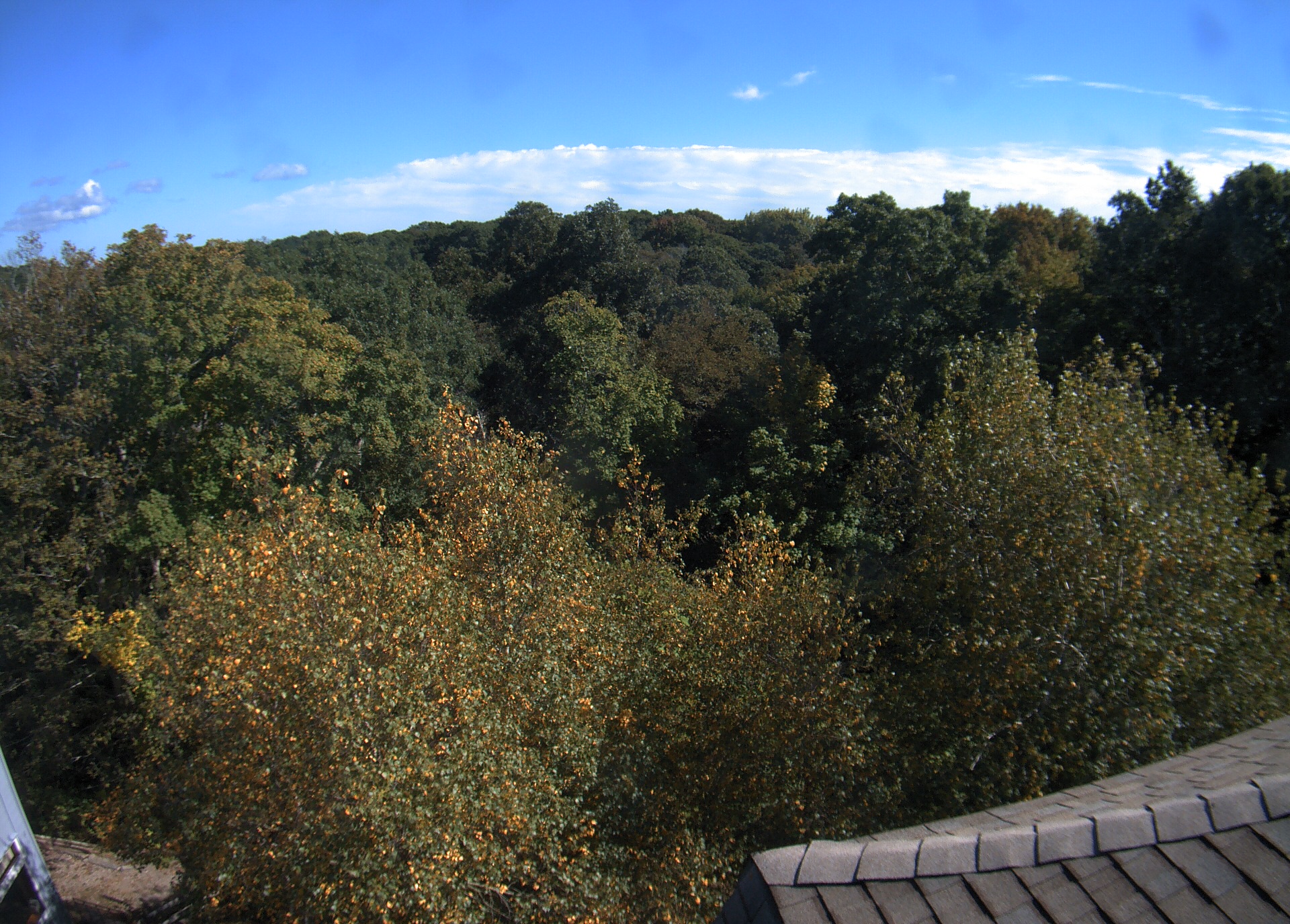 A broad woodland canopy viewed over a building roof, with mostly green crowns and scattered yellow/orange near leaves. Strong sunlight produces dark canopy gaps and slight right-edge softness, but substantial foliage is readable. No apparent wet lens or direct glare.