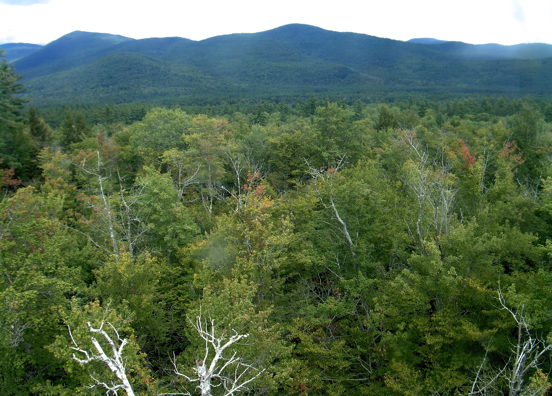 A wooded ridge rises beyond the close canopy at Bartlett Experimental Forest.