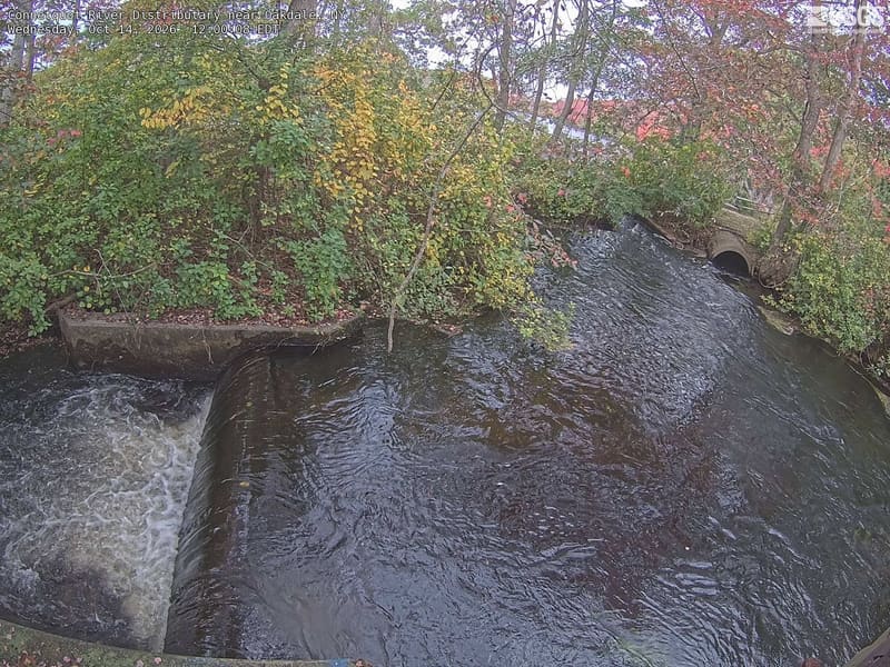 A leafy channel beside a small cascade, with clearly resolved green branches and a few red leaves arching over the water. The view includes a culvert and water-control structures. It represents close local streamside vegetation, not the full Connetquot preserve or a mountain forest.