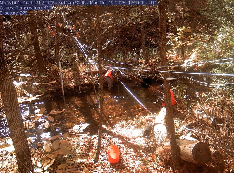 A wooded stream with close leaves, trunks, water and research cables. Strong bright patches and warm exposure obscure parts of the upper canopy; nearby green and yellow leaves are readable.
