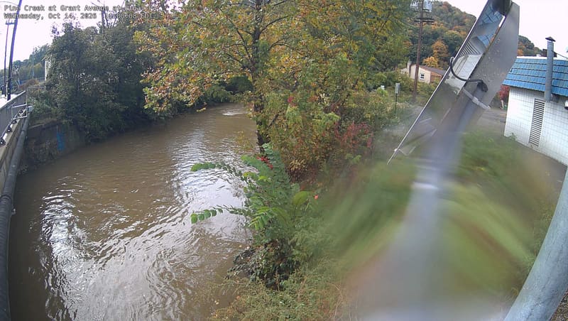 Clear nearby green/yellow crowns above an urban creek, with a wooded slope behind. A solar panel and building occupy the right and a narrow lens flare crosses the left; the central leaves remain readable.