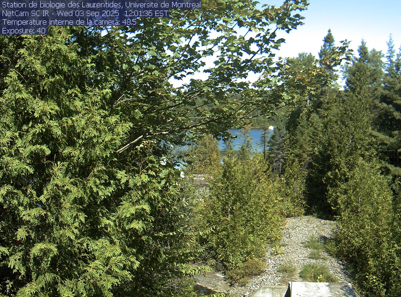A broadleaf branch overhangs the top of the view between tall conifers, with a lake and its far shore beyond. Gravel and the corner of a small structure at the bottom show the research setting.