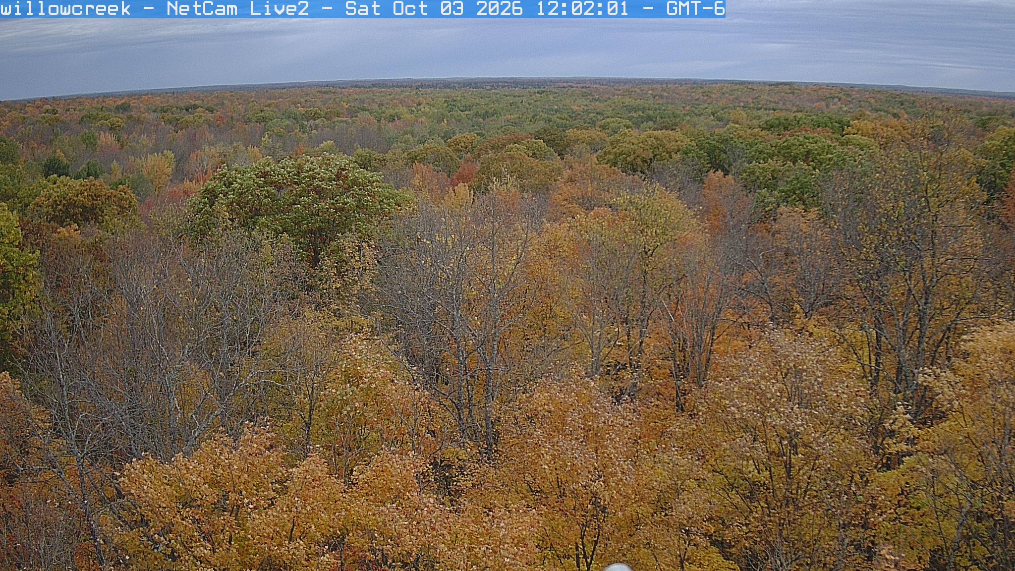 A wide forest canopy contains many gold and bronze trees, numerous exposed branches and scattered green crowns. The clear view reaches a flat, wooded horizon beneath cloud.