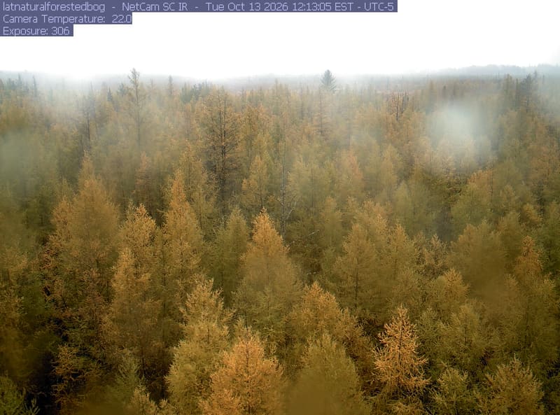 A broad forested bog stretches beneath textured clouds. Needle-shaped crowns are mostly green and olive, with yellowing trees and one vivid orange patch; distant woodland is visible across the horizon.