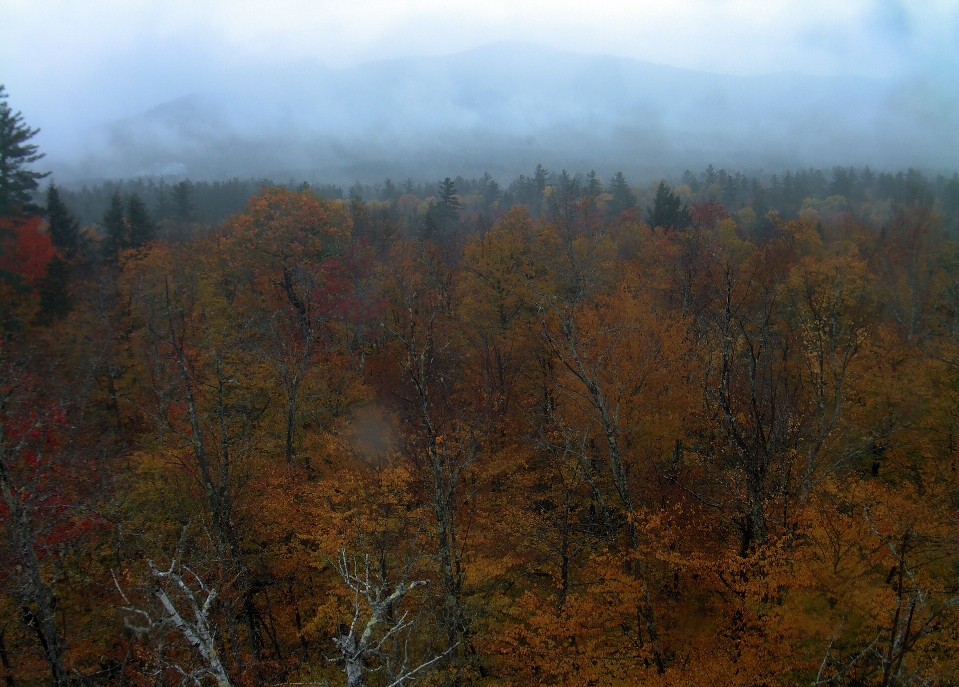 A wooded ridge rises beyond the close canopy at Bartlett Experimental Forest.