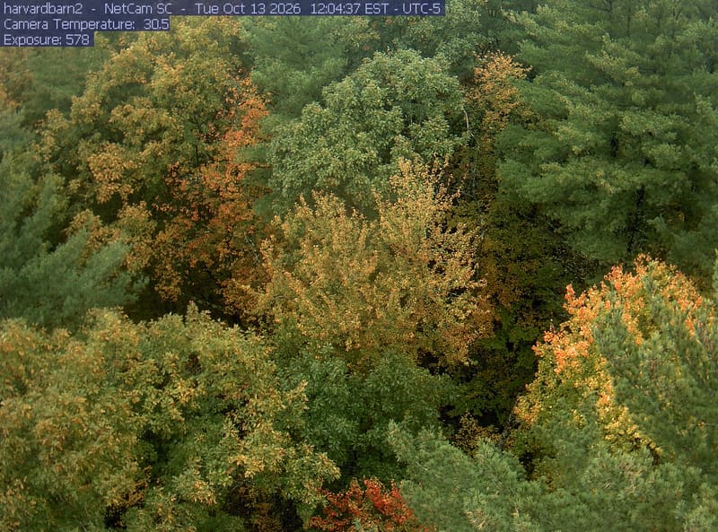 Overlapping green and yellowing broadleaf crowns fill the frame among conifers, with small patches of orange and red foliage.