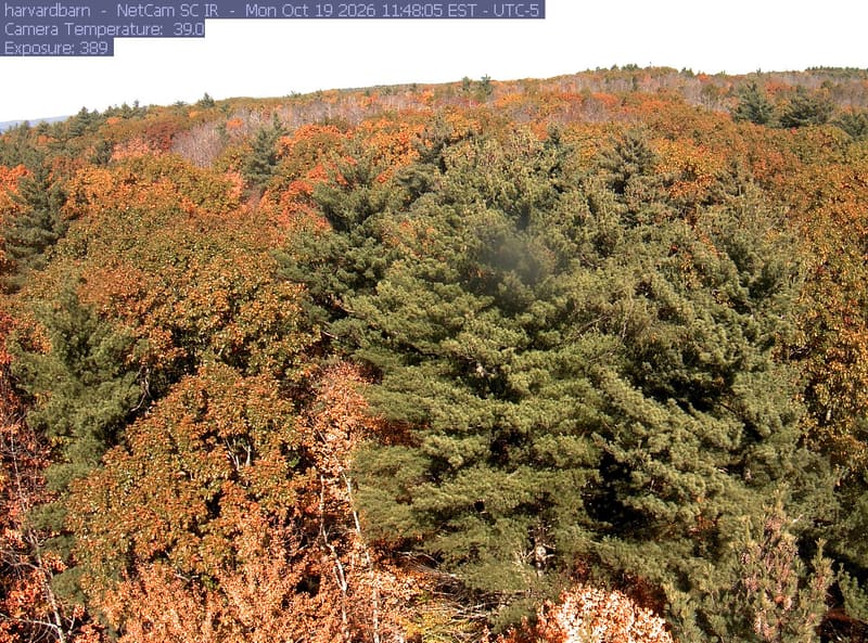 A continuous canopy fills the hillside, with green, gold and orange broadleaf crowns clearly visible among tall conifers. A pale blurred spot near the centre obscures a small patch; most crowns remain readable.