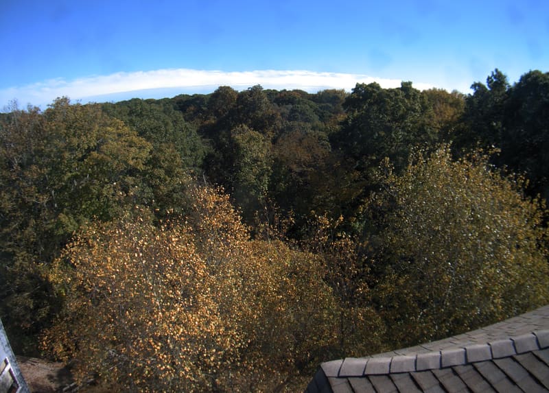 A broad woodland canopy viewed over a building roof, with mostly green crowns and scattered yellow/orange near leaves.