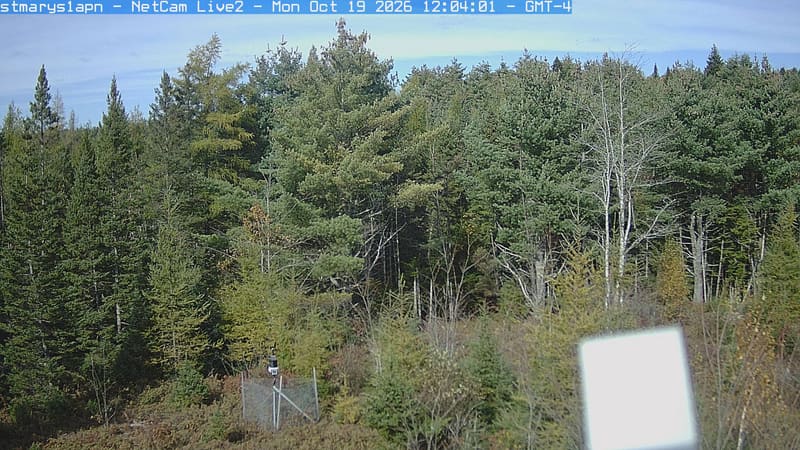 A mixed woodland edge shows mostly dark evergreen crowns with yellowing low branches and sparse reddish leaves. The nearer foliage is clear; an instrument box occupies part of the lower right.