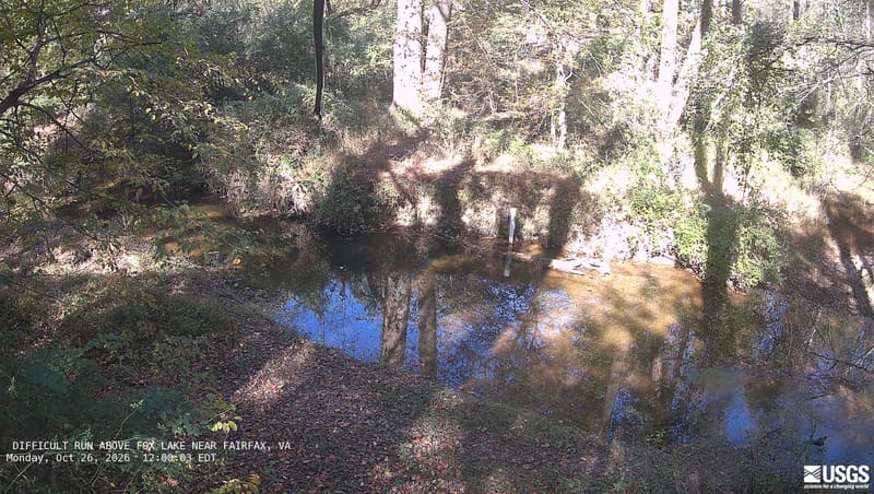A shallow woodland creek reflects the tall trees above it. Green leaves with scattered yellow patches hang above brown leaf-covered banks and low vines; a narrow gauge stands unobtrusively on the far bank.