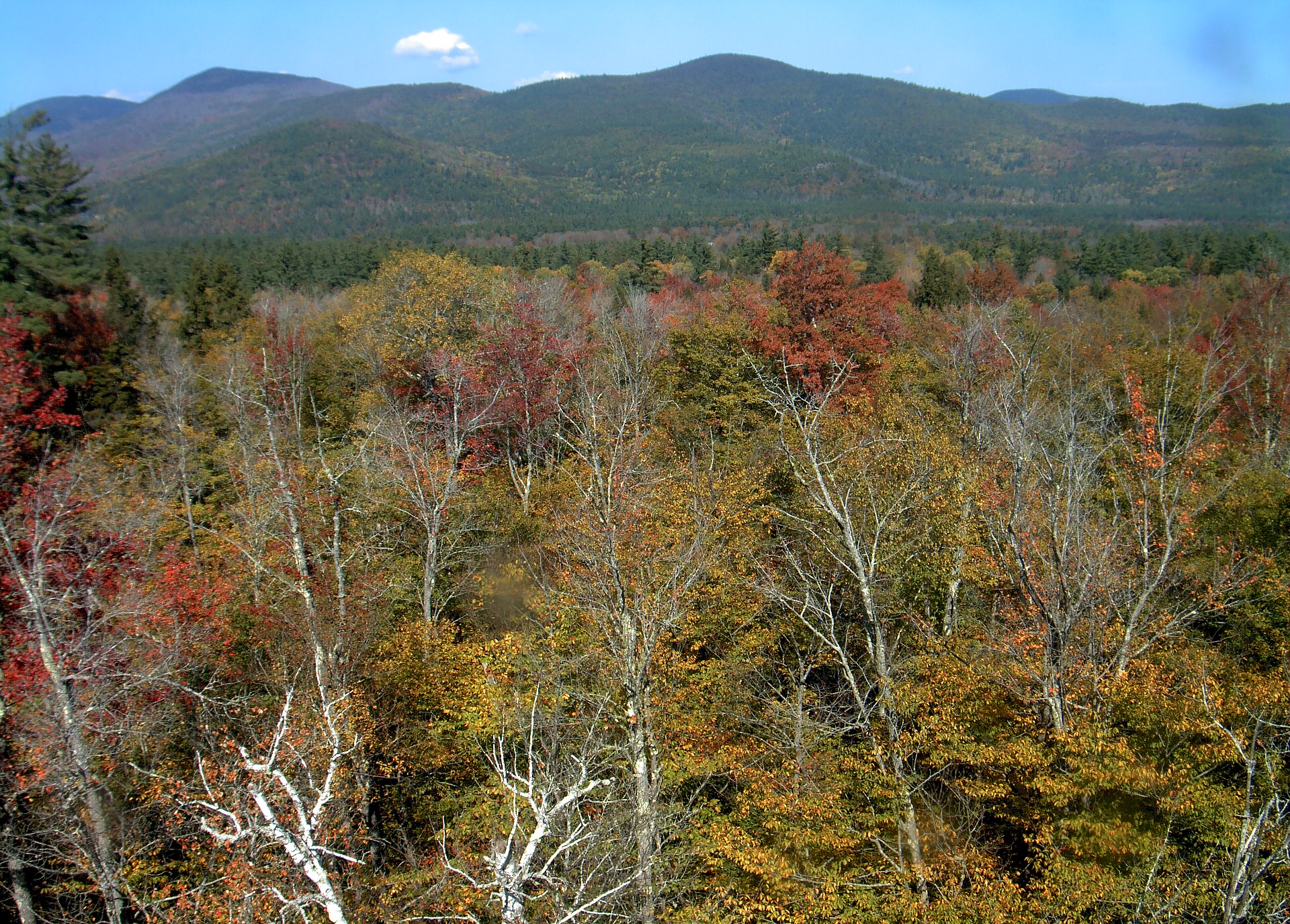 A wooded ridge rises beyond the close canopy at Bartlett Experimental Forest.