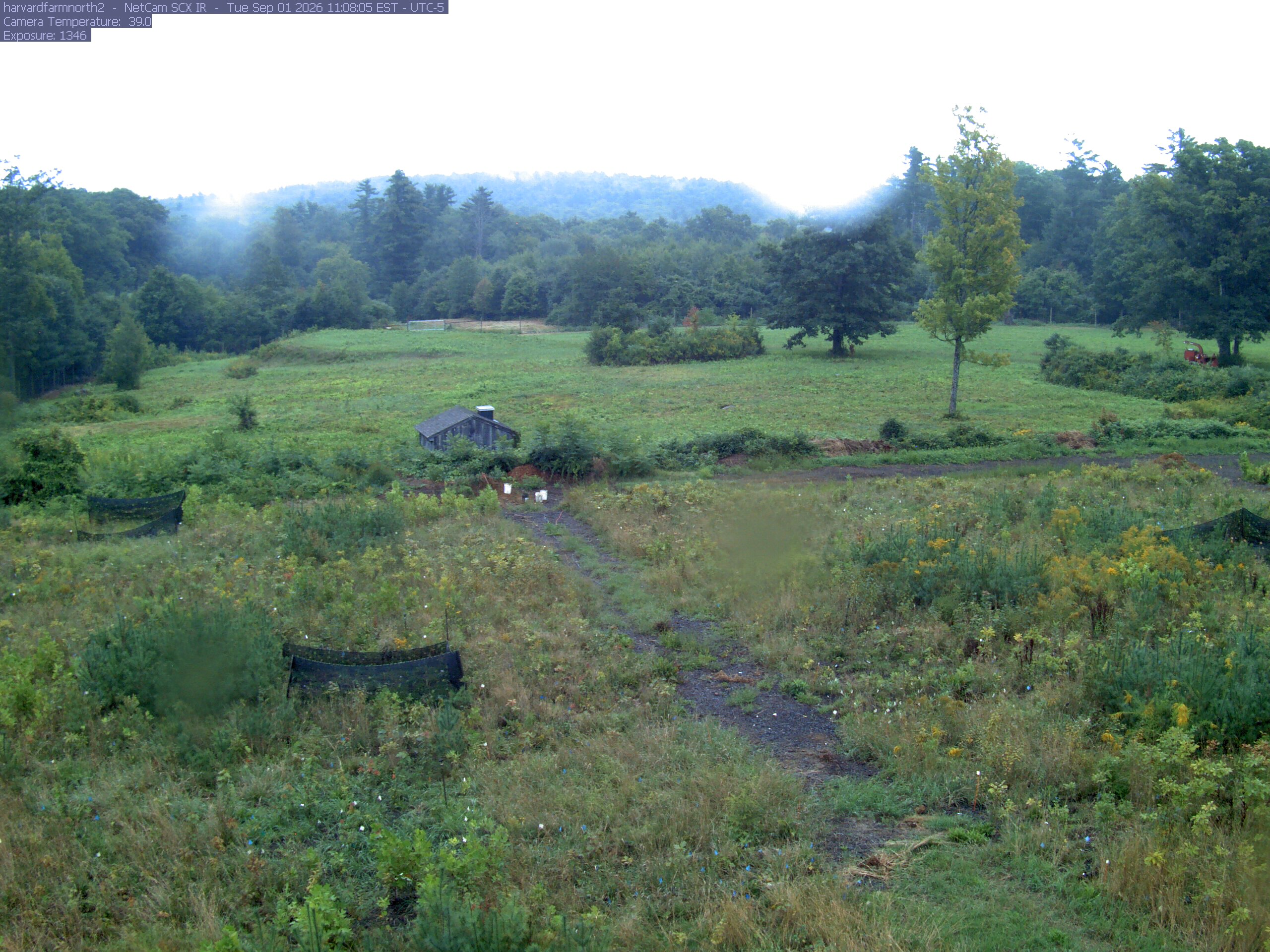 The meadow is bordered by several clearly separate deciduous trees with green, yellow, orange and red foliage. A yellow near tree shows its trunk and thinning branches; the middle-distance woodland supplies additional readable crowns.