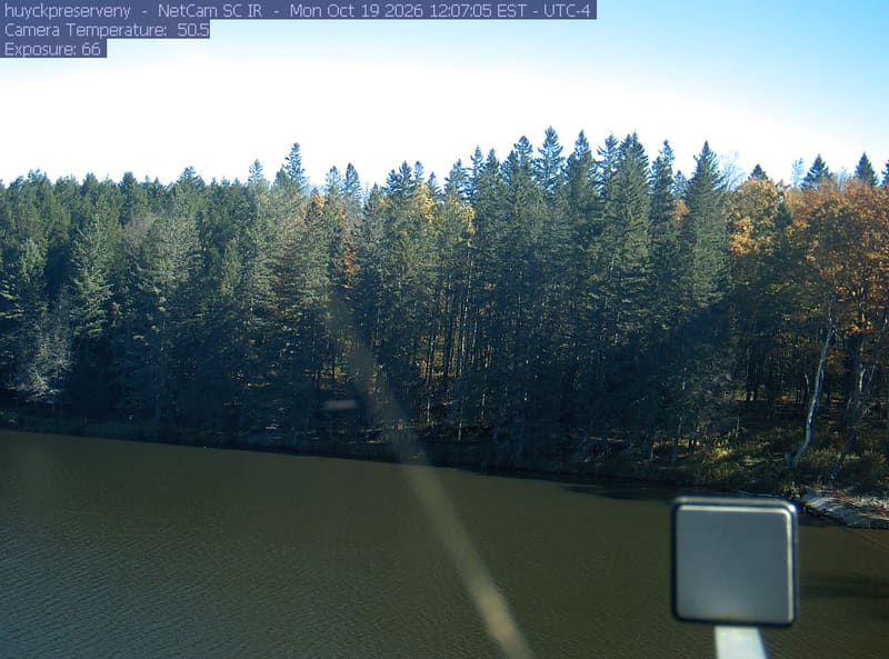 Pond below a dense wall of mostly dark evergreen-looking trees, with small yellow and orange crowns between them.