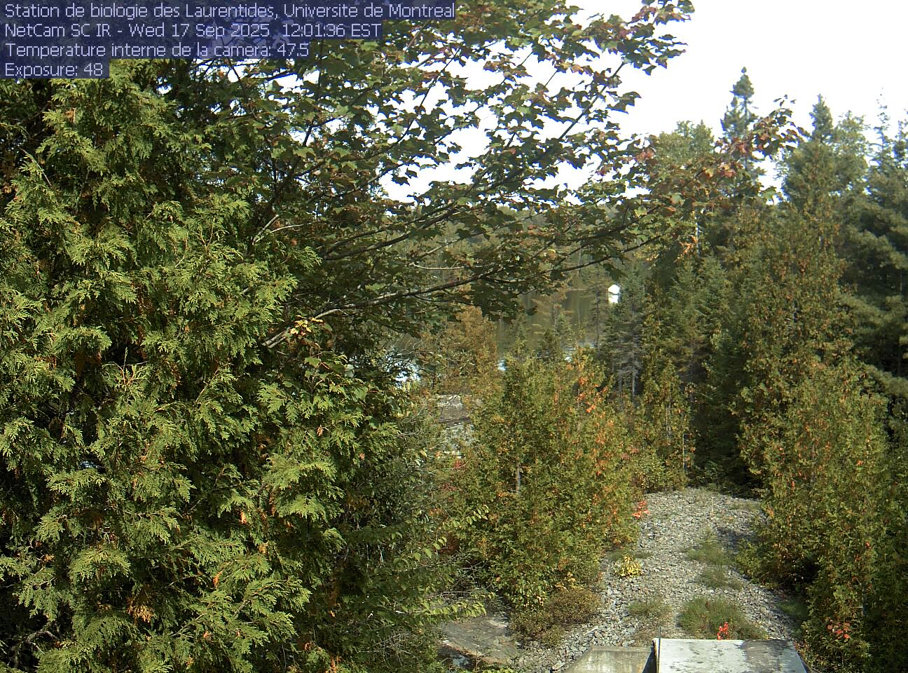 A broadleaf branch overhangs the top of the view between tall conifers, with a lake and its far shore beyond. Gravel and the corner of a small structure at the bottom show the research setting.