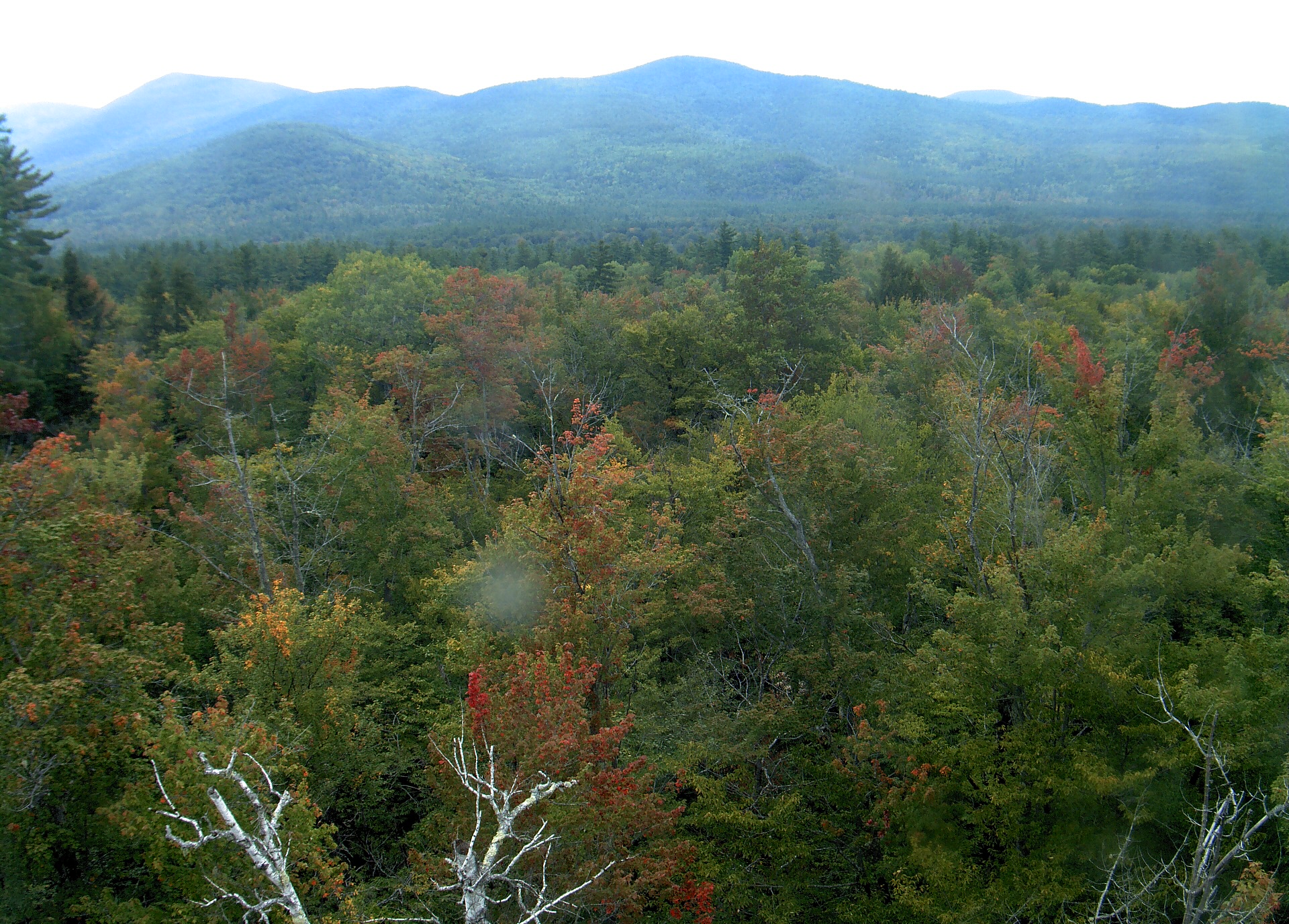 A wooded ridge rises beyond the close canopy at Bartlett Experimental Forest.