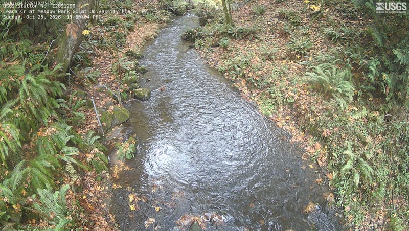 Leach Creek runs between ferns and fallen leaves under bare and yellowing branches.