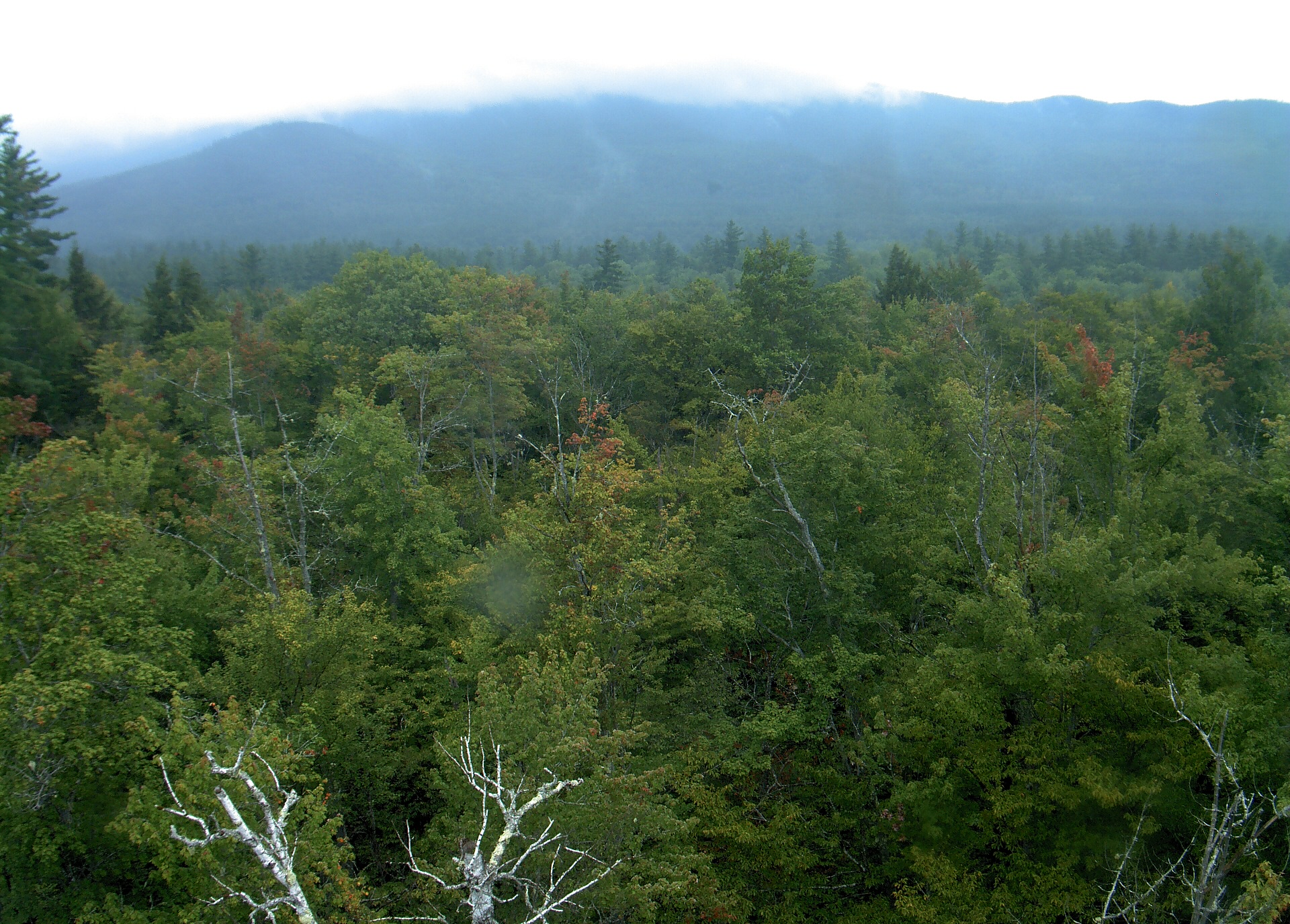 A wooded ridge rises beyond the close canopy at Bartlett Experimental Forest.