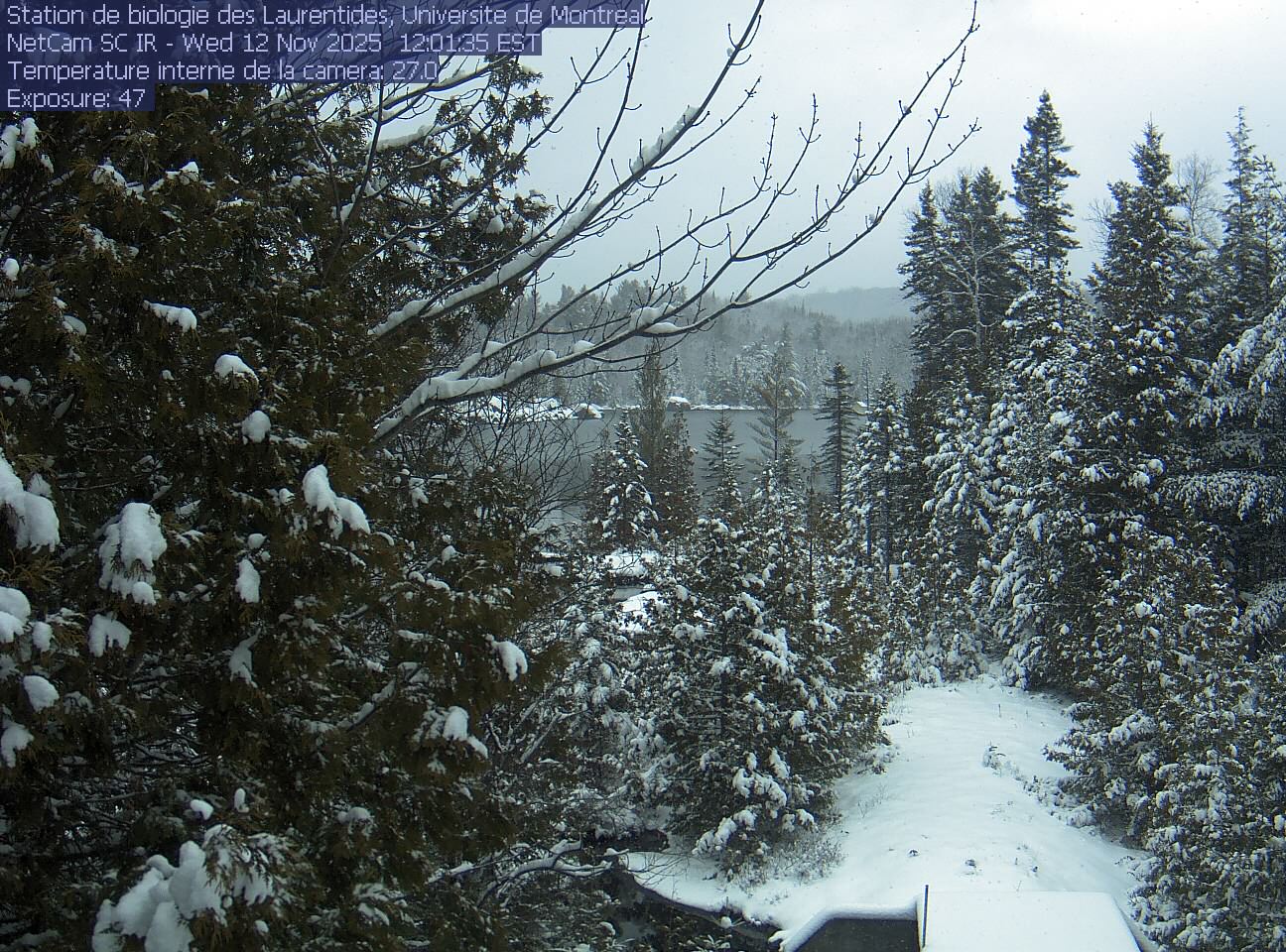 A broadleaf branch overhangs the top of the view between tall conifers, with a lake and its far shore beyond. Gravel and the corner of a small structure at the bottom show the research setting.
