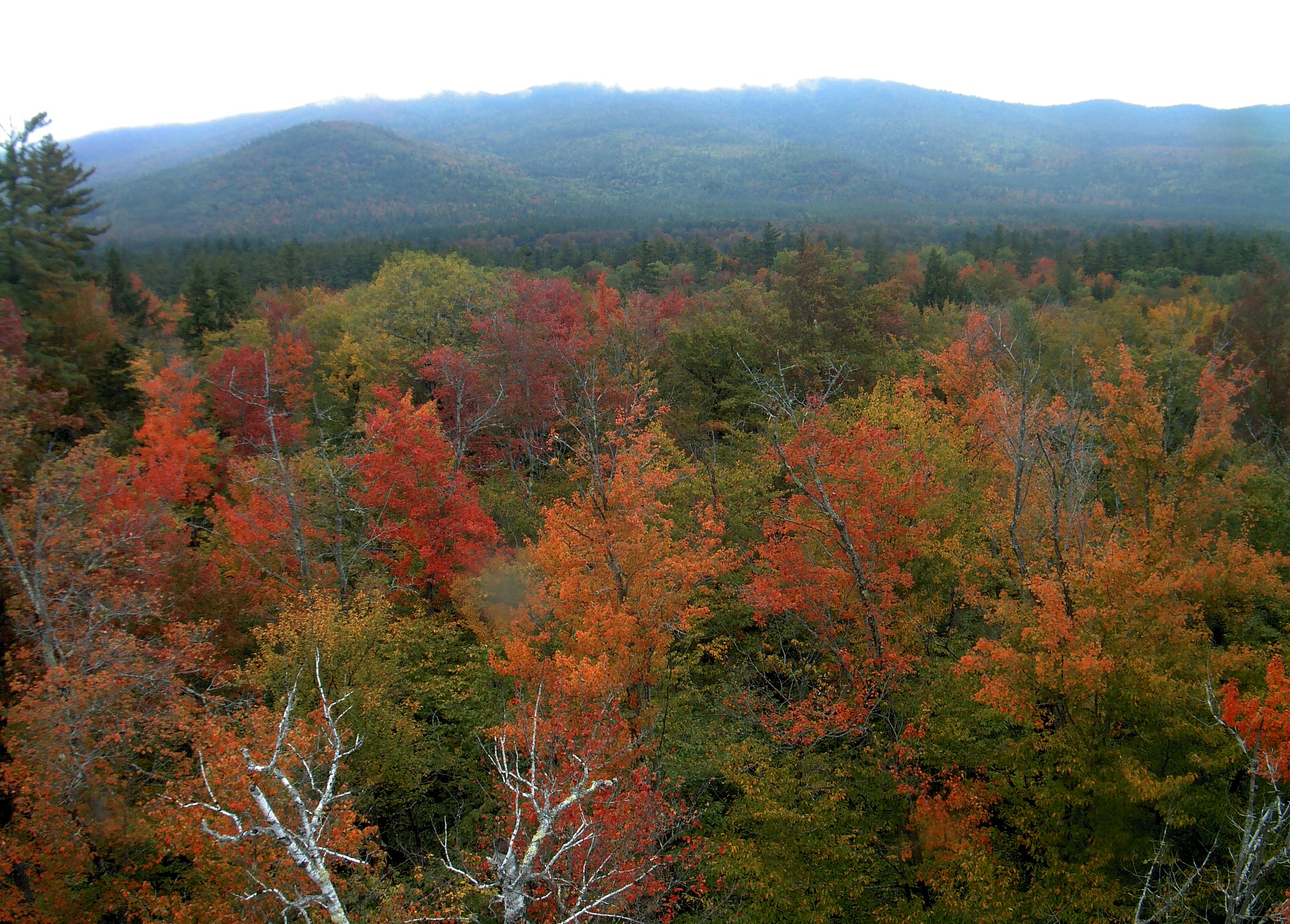 A wooded ridge rises beyond the close canopy at Bartlett Experimental Forest.