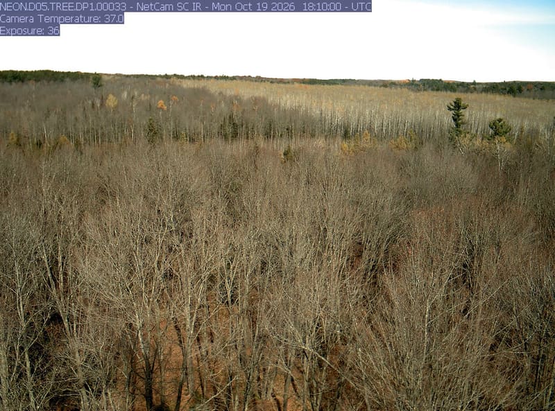 Bare near crowns fill the near two thirds of the view above a floor of fallen leaves, with a gold band of birch and aspen farther away under a line of dark pines.