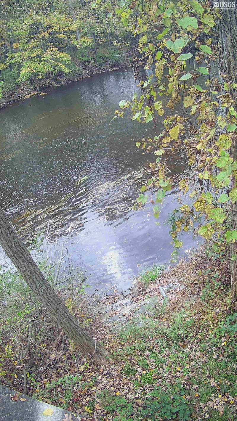 A wooded pool with broad green far-bank trees, yellowing vine leaves and close leafy branches along the right edge. The portrait view shows a local patch of woodland. Water fills much of the lower frame, and a few close leaves are dry brown.
