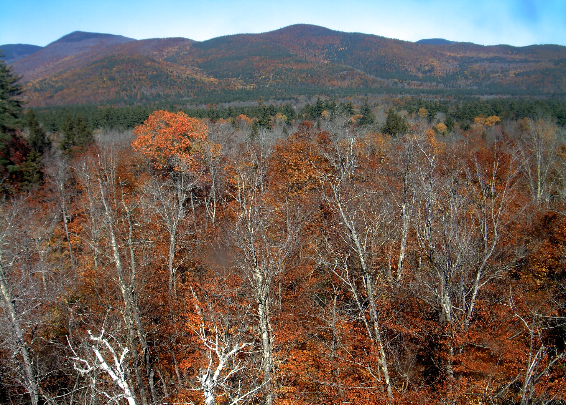 A wooded ridge rises beyond the close canopy at Bartlett Experimental Forest.