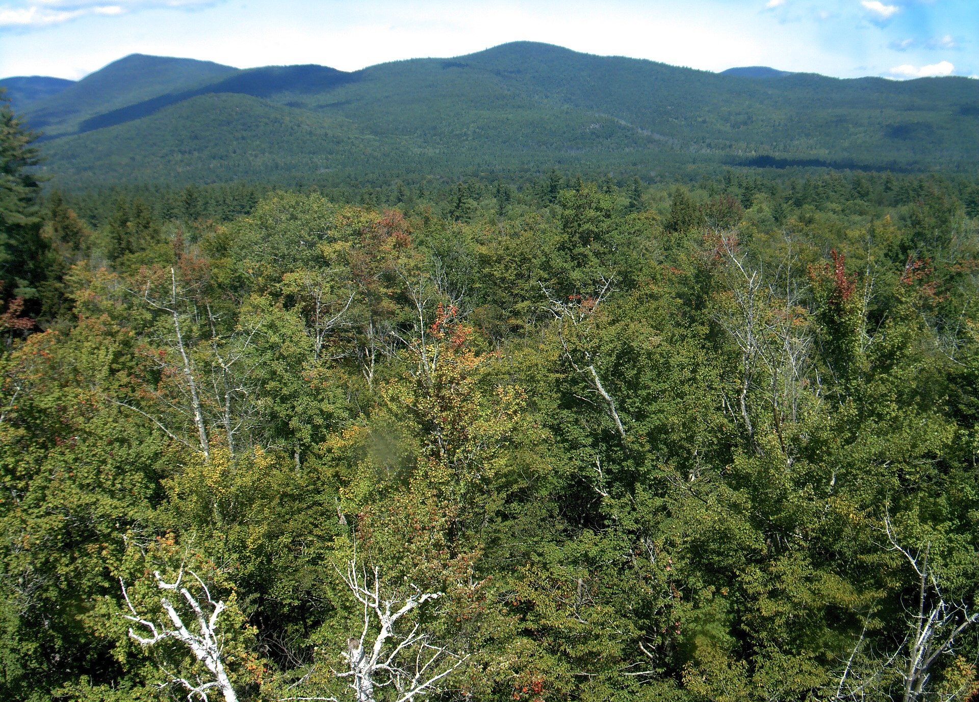 A wooded ridge rises beyond the close canopy at Bartlett Experimental Forest.