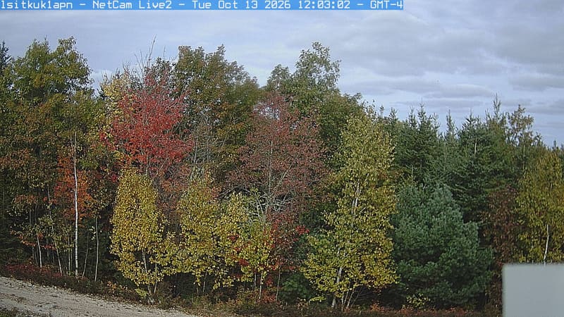 A sunlit woodland edge has green, yellow and reddish crowns beside a blue-green conifer. Leaves remain easy to distinguish; a small equipment corner and gravel edge sit below the main canopy.