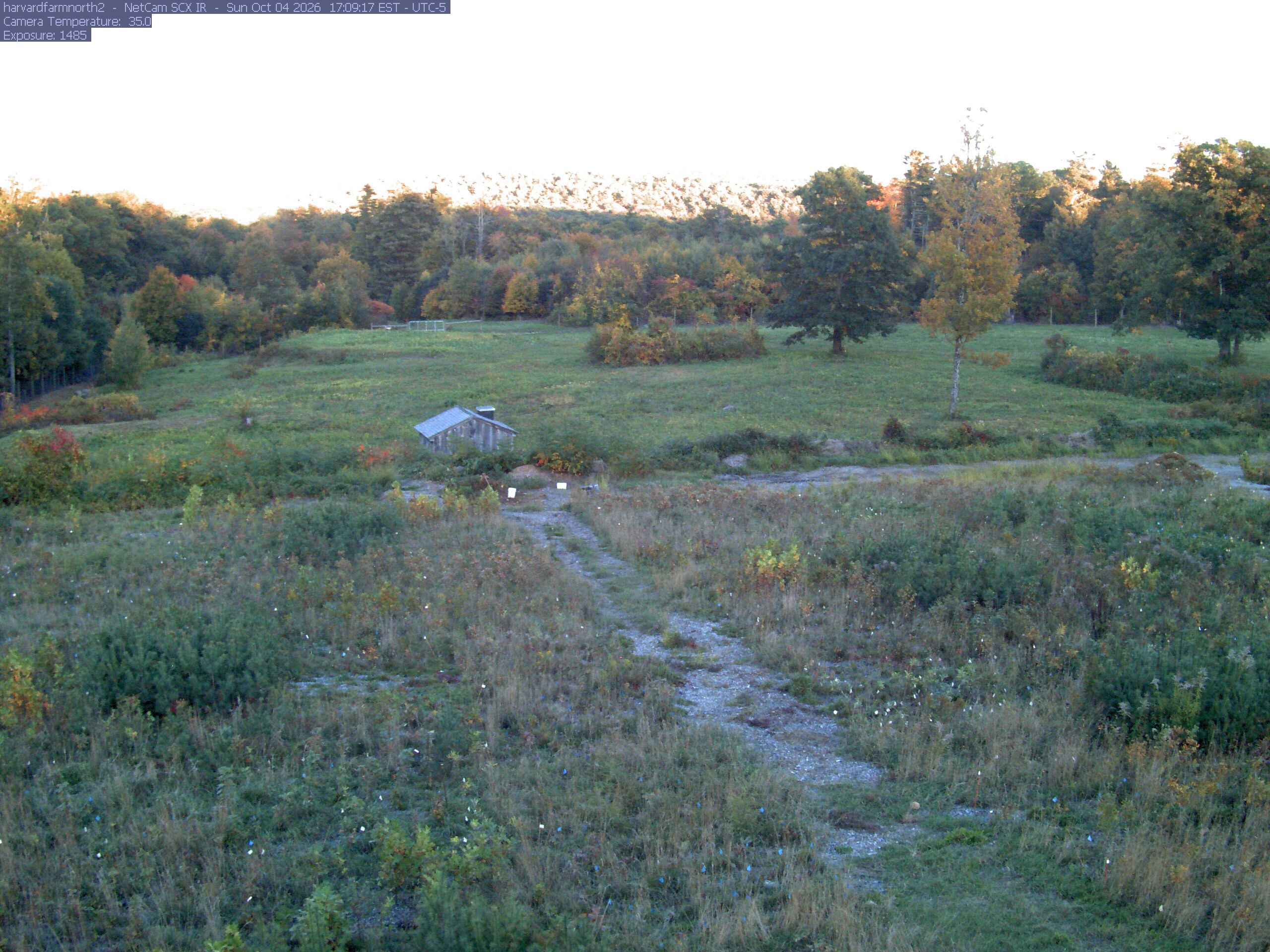 The meadow is bordered by several clearly separate deciduous trees with green, yellow, orange and red foliage. A yellow near tree shows its trunk and thinning branches; the middle-distance woodland supplies additional readable crowns.