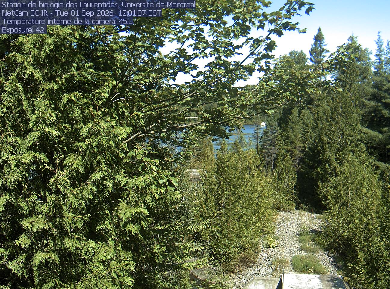 A broadleaf branch overhangs the top of the view between tall conifers, with a lake and its far shore beyond. Gravel and the corner of a small structure at the bottom show the research setting.