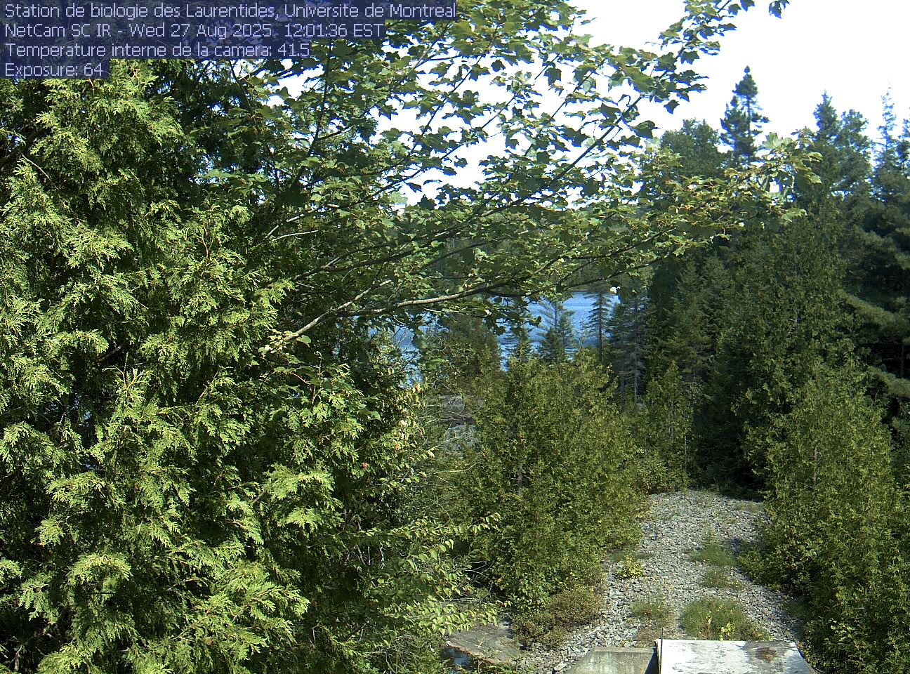 A broadleaf branch overhangs the top of the view between tall conifers, with a lake and its far shore beyond. Gravel and the corner of a small structure at the bottom show the research setting.