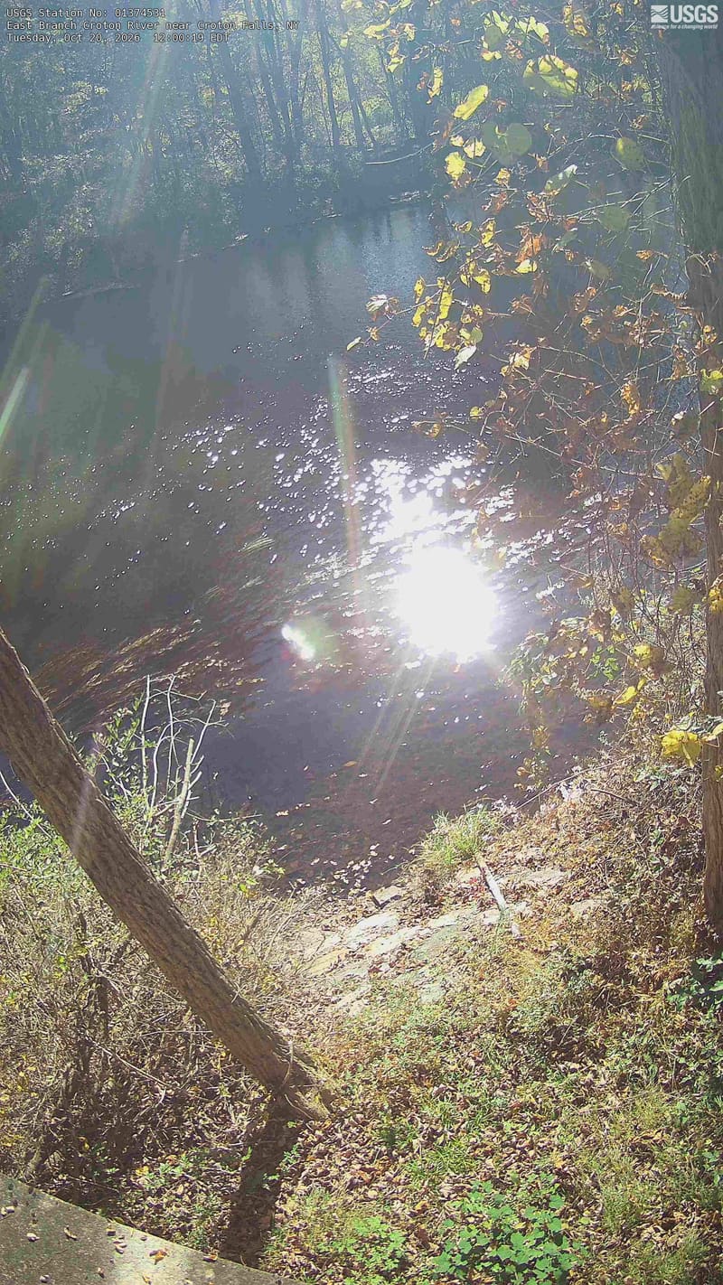 A wooded pool with broad green far-bank trees, yellowing vine leaves and close leafy branches along the right edge. The portrait view shows a local patch of woodland. Water fills much of the lower frame, and a few close leaves are dry brown.