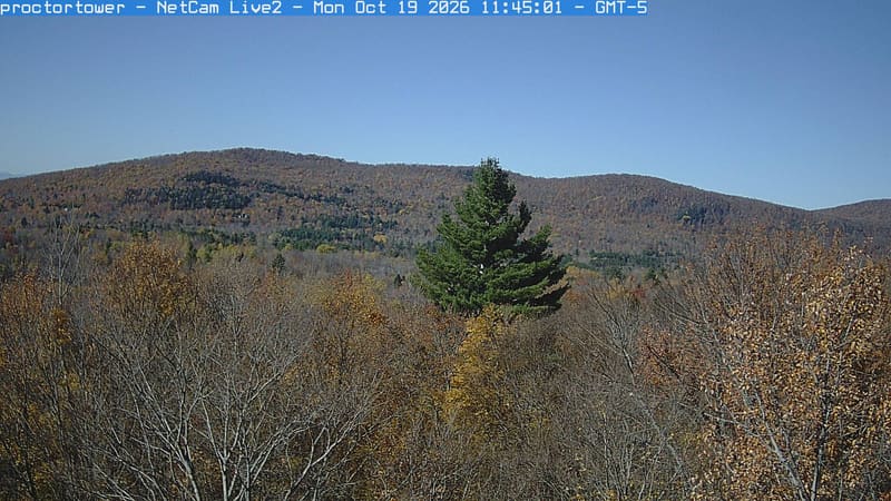 Yellow and russet crowns fill the foreground beneath a broad wooded ridge, with a single dark conifer near the centre.