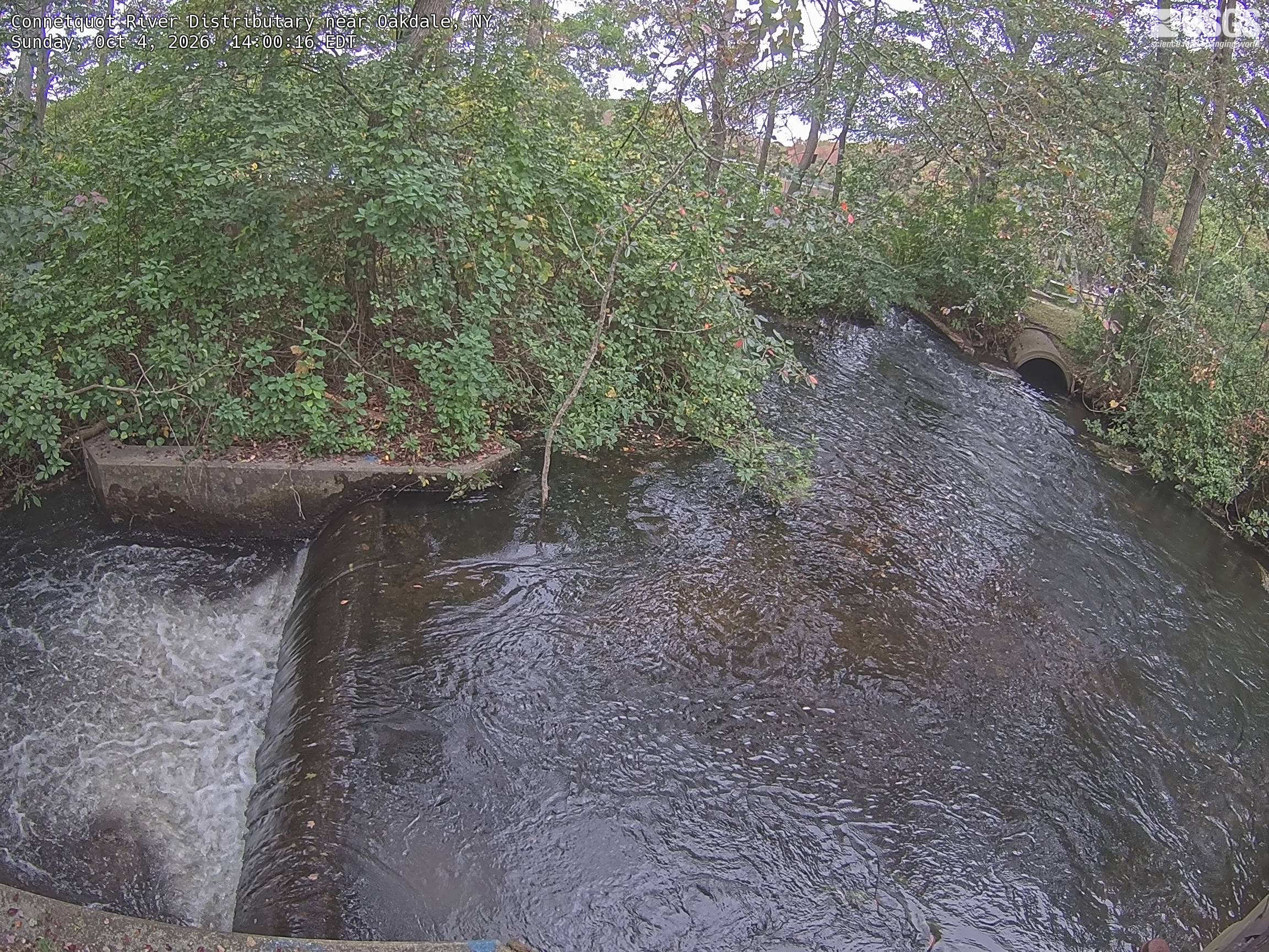A leafy channel beside a small cascade, with clearly resolved green branches and a few red leaves arching over the water. The view includes a culvert and water-control structures. It represents close local streamside vegetation, not the full Connetquot preserve or a mountain forest.
